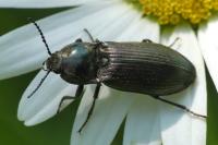 Selatosomus aeneus