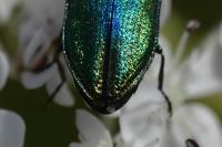 Anthaxia fulgurans