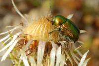 Cryptocephalus aureolus