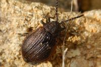 Galeruca pomonae