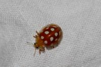 Halyzia sedecimguttata