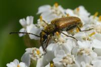 Pseudovadonia livida
