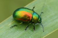 Chrysolina graminis
