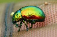 Chrysolina graminis