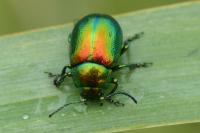 Chrysolina graminis