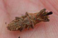 Lixus ochraceus