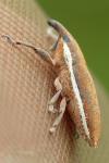 Lixus ochraceus