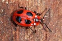 Endomychus coccineus