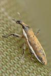 Lixus ochraceus