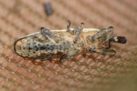 Lixus ochraceus