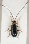 Luperus flavipes