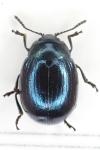 Phaedon cochleariae