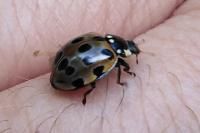 Anatis ocellata