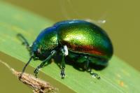 Chrysolina graminis