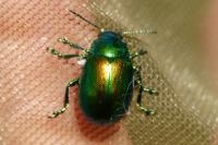 Chrysolina graminis