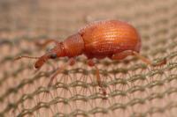 Apion frumentarium