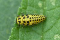Psyllobora vigintiduopunctata