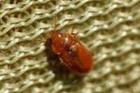 Coccidula rufa