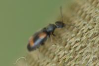 Anthicus antherinus