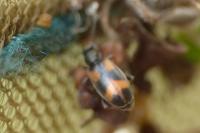 Anthicus antherinus