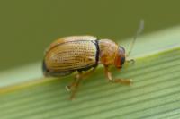 Cryptocephalus populi