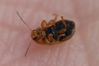 Cryptocephalus populi