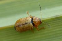 Cryptocephalus populi