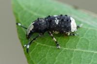Platystomos albinus
