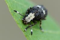 Platystomos albinus