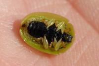 Cassida viridis