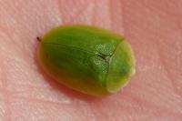 Cassida viridis