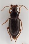 Ophonus puncticeps