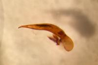 Ophonus puncticeps
