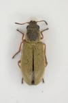 Danacea nigritarsis