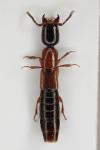 Xantholinus elegans