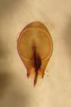Xantholinus elegans