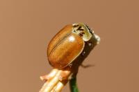 Aphidecta obliterata