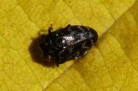 Trachys minutus