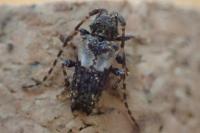 Pogonocherus hispidus