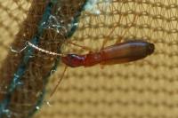 Paradromius linearis