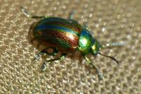 Chrysolina fastuosa