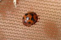 Subcoccinella vigintiquatuorpunctata
