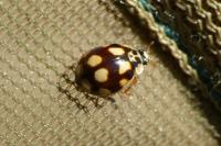 Adalia decempunctata