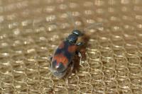 Anthicus antherinus