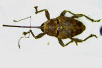 Curculio nucum