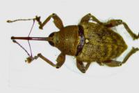 Curculio nucum
