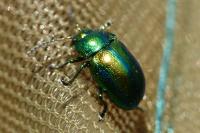 Chrysolina fastuosa