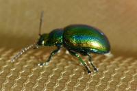 Chrysolina fastuosa