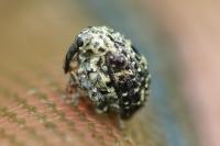 Cionus hortulanus