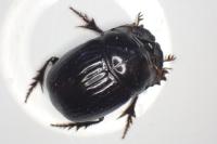 Copris lunaris